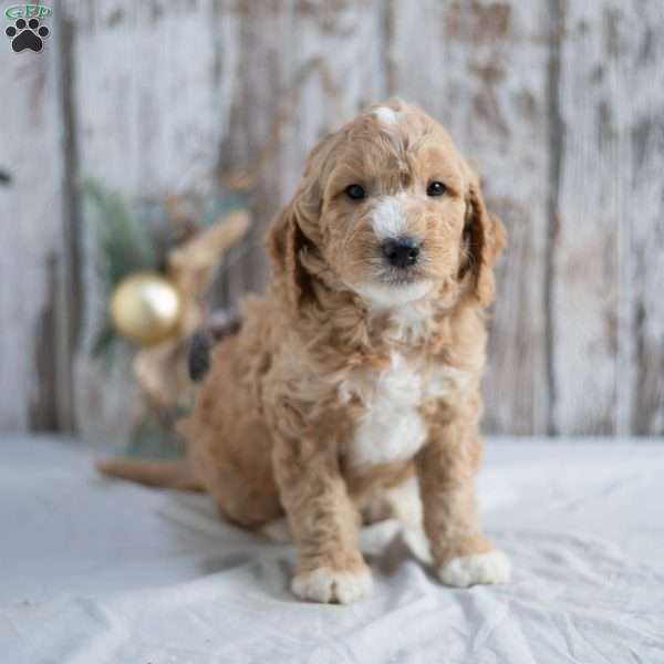 Gavin, Mini Goldendoodle Puppy